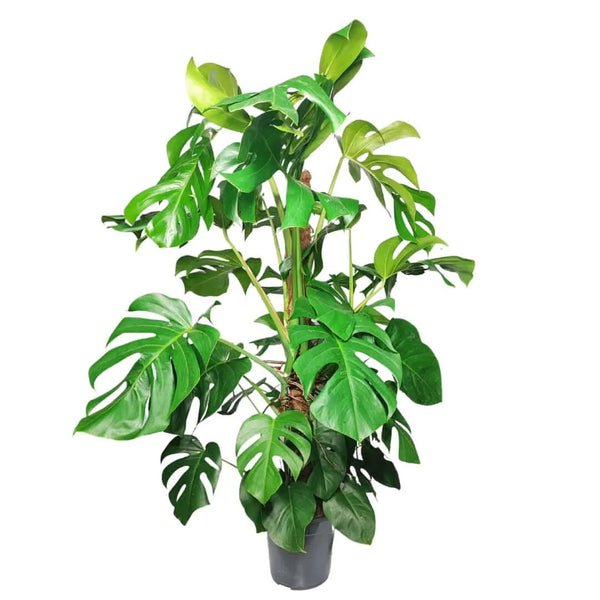 Monstera (Pertusum Grp) Mosspole plant height 120 cm