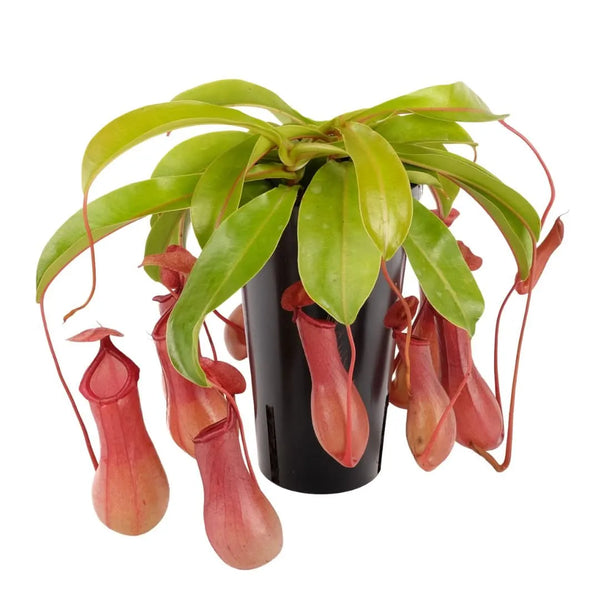 Nepenthes Bloody Mary Hanging altezza pianta 30 cm diametro vaso 12 cm