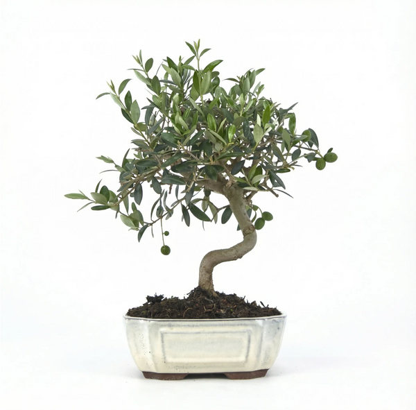 Bonsai Olea europaea 9 Jahre - Premium Kollektion