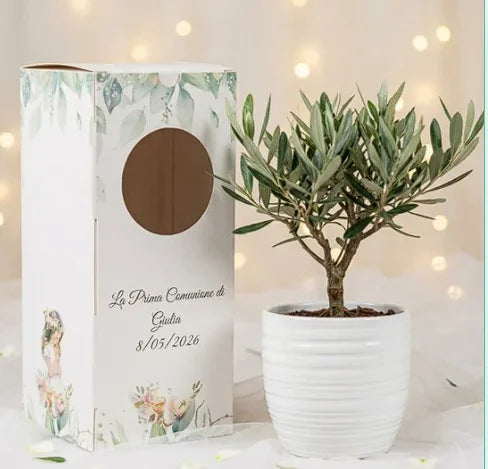 Bomboniere battesimo piante vere olivo bonsai