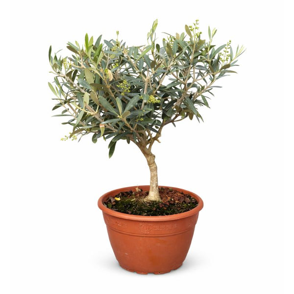 Olive bowl D.20