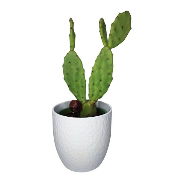 Prickly Pear