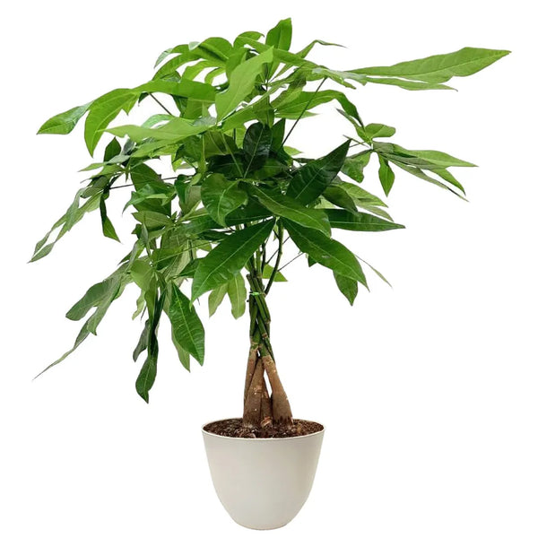 Braided Pachira Aquatica D.19