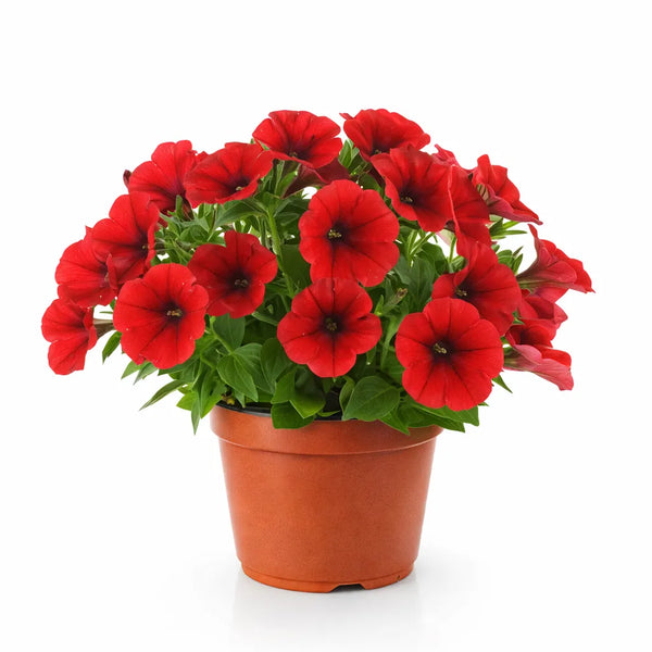 Potunia mixed colours D.14 H.25 cm