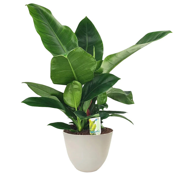 Filodendro Imperial Green altura D.20 cm