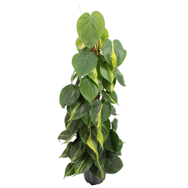 Philodendron scandens 'Brasil' hauteur de la plante 80 cm diamètre du pot 17 cm
