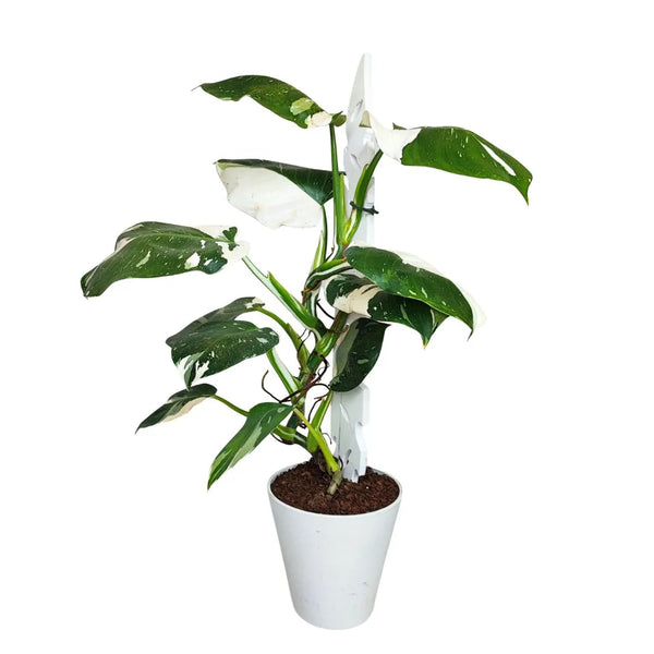 philodendron white in vaso in resina