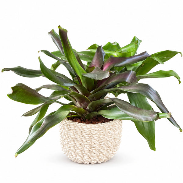 Neoregelia in Vaso di Ceramica Fira Bianco - Altezza Pianta 50 cm
