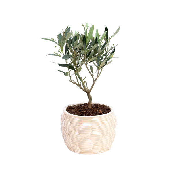 Bonsaï d'olivier en pot artisanal Alba D. 12 H. 30 CM