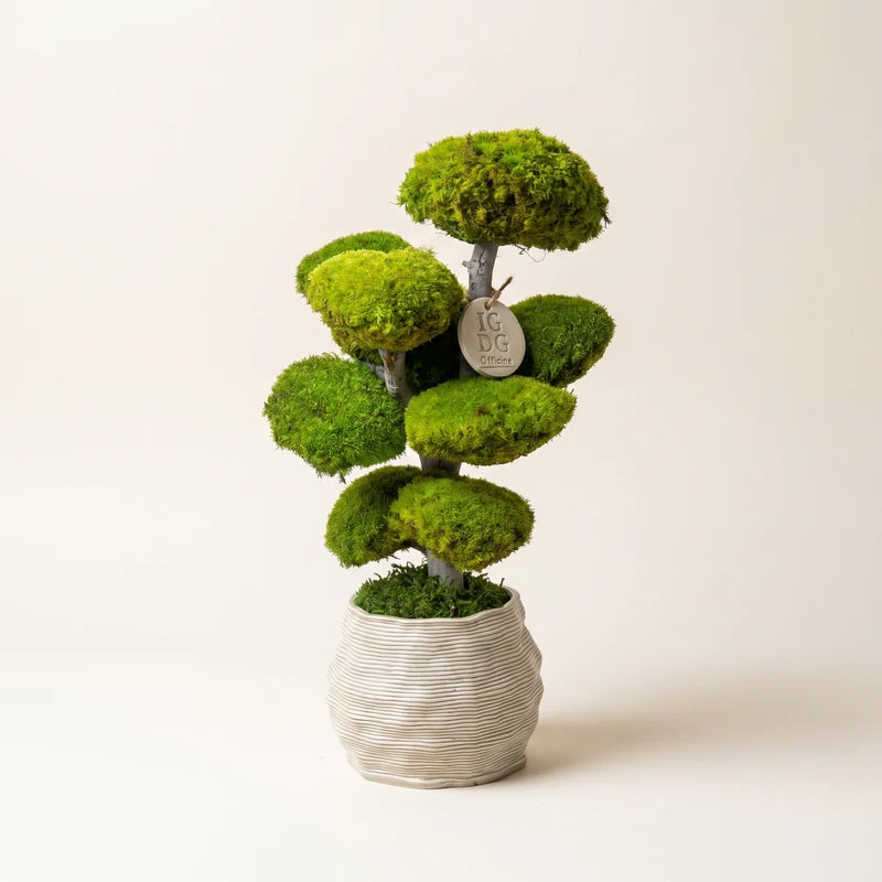 Bonsái Kumori 45 cm. — Musgo Estabilizado