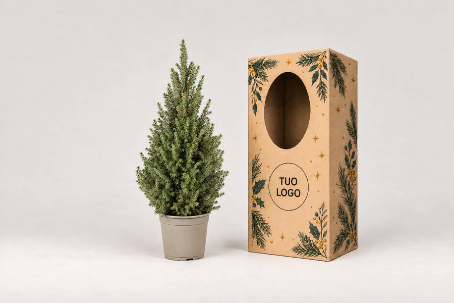 Bonsai Picea glauca accanto a una scatola regalo natalizia con spazio per il logo aziendale