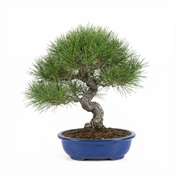 Bonsái Pinus halepensis 12 años - Colección Premium