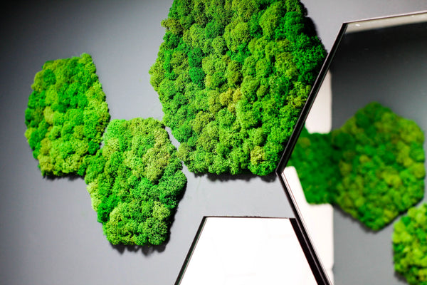 Preserved Green Wall Hexagon Viridem
