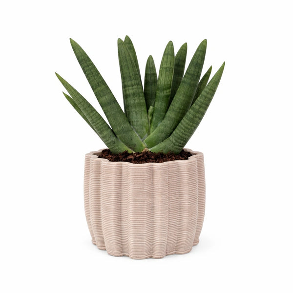 Sansevieria Swasdi in handmade ceramic pot Ares L. 20 cm