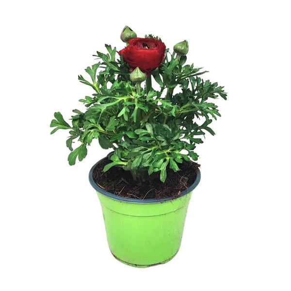Conjunto de 3 plantas de ranúnculo colores mixtos D.14 H.25