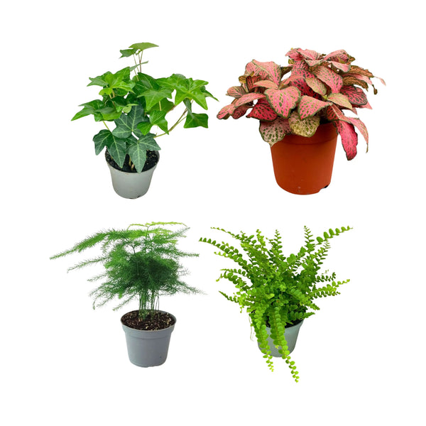 Set mit 4 gemischten Pflanzen für das Terrarium