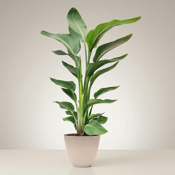 Strelitzia Nicolai 90 cm - Oiseau de Paradis | Plante Tropicale d'Intérieur