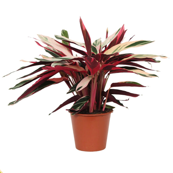 Stromanthe 'Triostar' D. 19 cm A. 80 cm SO
