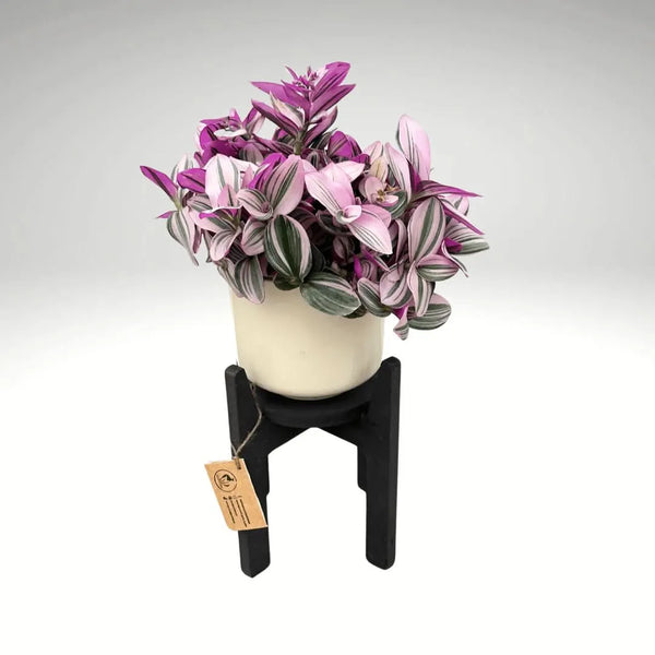 Soporte elegante negro para plantas de 30 cm de altura