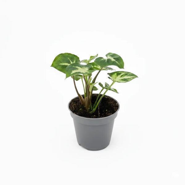 Mini Syngonium variegato