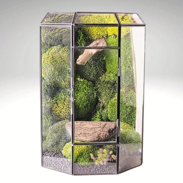 Terrarium cascade verte avec mousse stabilisée