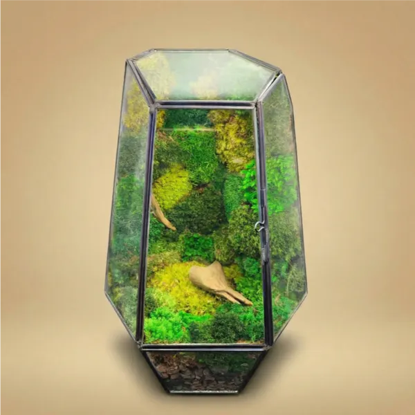 Terrarium Prisma Green stabilisé