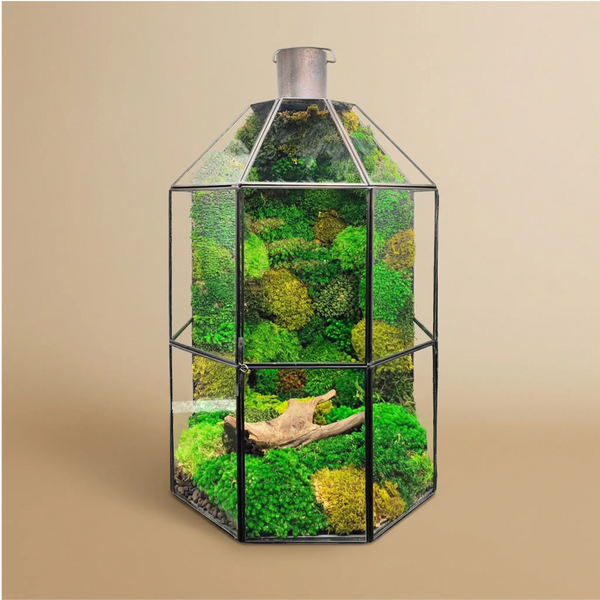 Terrarium Terranova avec mousse préservée