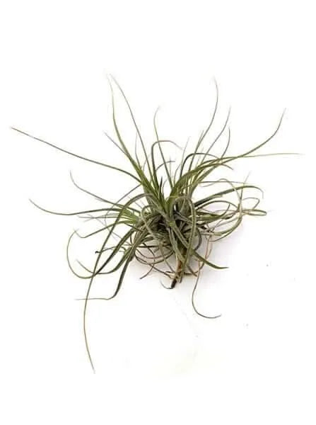 Tillandsia Schiedeana Gruppe