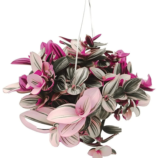 Tradescantia Nanouk in Basket 19 cm
