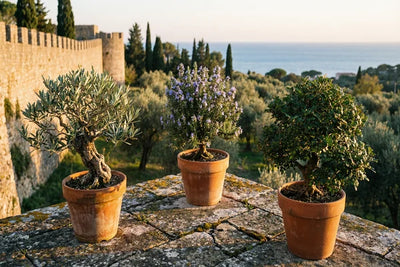 Bonsai Mediterraneo: Der vollständige Leitfaden zur Kultivierung der Seele des Mittelmeers