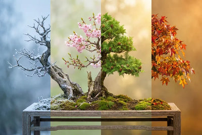 Calendario del Bonsaista: La Guida Mese per Mese