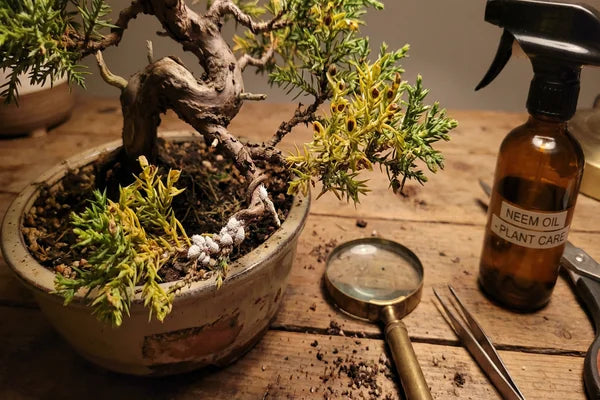 Malattie e Parassiti del Bonsai: La Guida alla Diagnosi e Cura