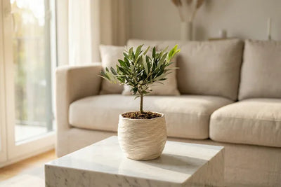Bonsái de Olivo y Diseño de Interiores: Cómo Elegir la Forma Perfecta para Tu Estilo