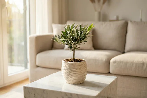 Olive Bonsai and Interior Design: How to Choose the Perfect Shape for Your Style