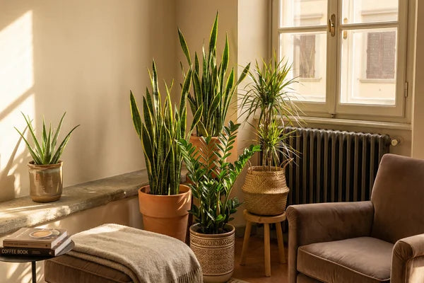 Plantes d'intérieur et radiateurs : comment les protéger de la chaleur sèche
