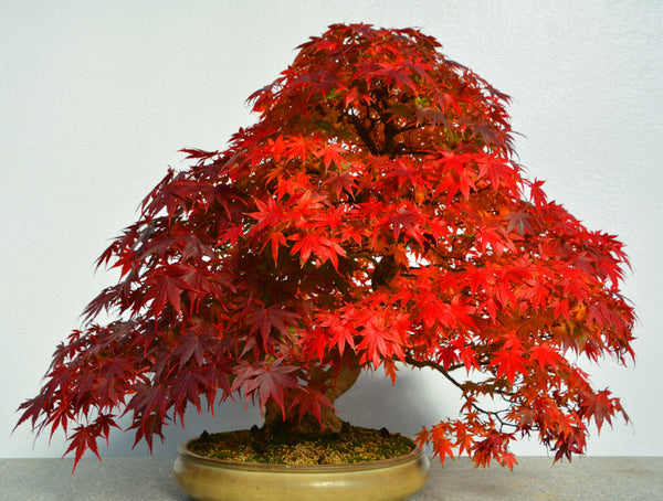 Bonsai-Ahorn: Der König der Herbstfarben | Die Gärten von Giulia