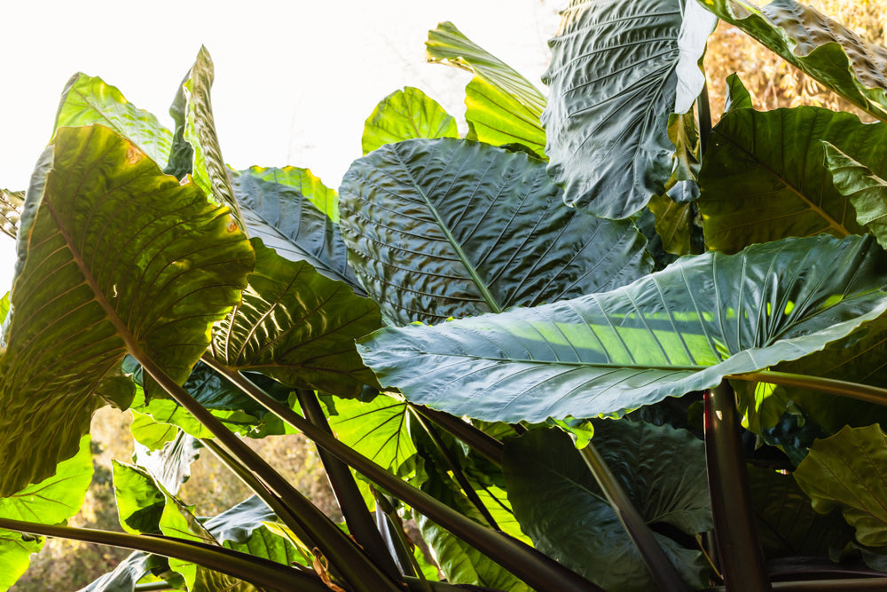 Alocasia: La Guida Completa alle Orecchie d'Elefante che Conquistano Casa e Social