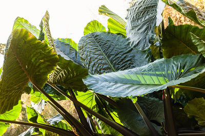 Alocasia: La guía completa de las orejas de elefante que conquistan hogares y redes sociales