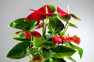 Anthurium: Der Leitfaden für Pflege, Blüte und strahlende Blätter