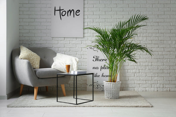 Areca Palm: The Guide for a Healthy and Lush Plant