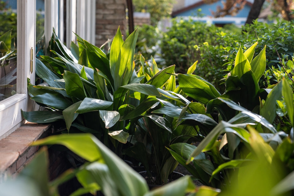 Aspidistra: La planta indestructible que sobrevive incluso en la oscuridad
