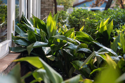 Aspidistra: La planta indestructible que sobrevive incluso en la oscuridad