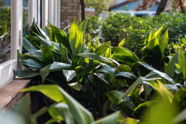 Aspidistra: La planta indestructible que sobrevive incluso en la oscuridad