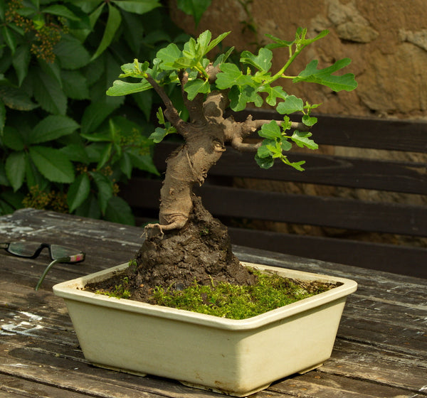 Ficus Bonsai: The Perfect Companion for Beginners | Giulia's Gardens