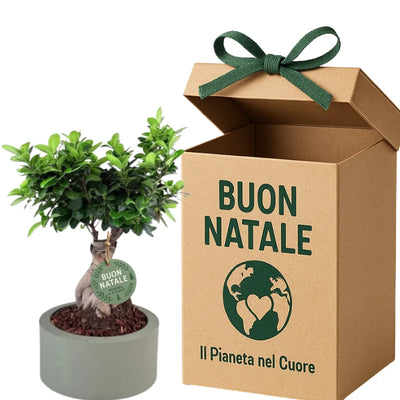 Bonsai Ginseng con confezione Natalizia 