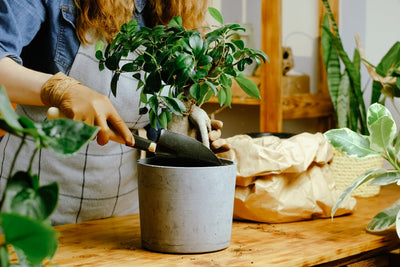 Complete Guide to Bonsai Care in Summer: Expert Tips for Every Variety