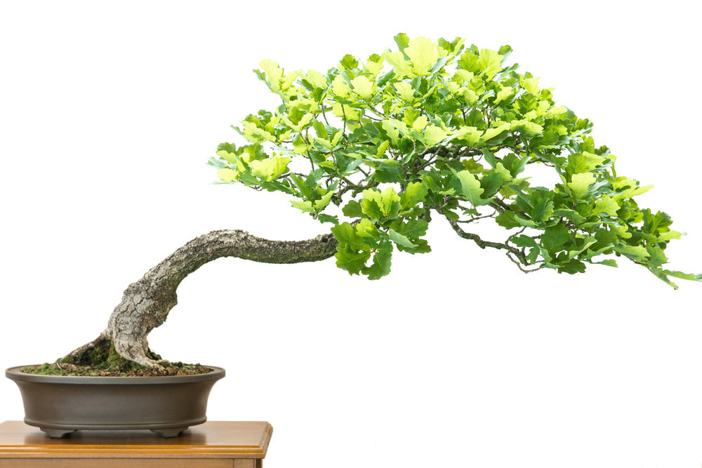 Bonsái Quercus suber: El majestuoso alcornoque | Los Jardines de Julia