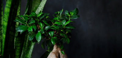 Bonsái Ficus Ginseng en otoño: por qué pierde las hojas y cómo ayudarlo