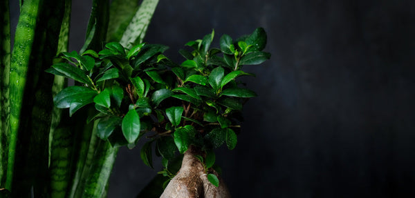 Bonsai Ficus Ginseng im Herbst: Warum er Blätter verliert und wie man ihm hilft