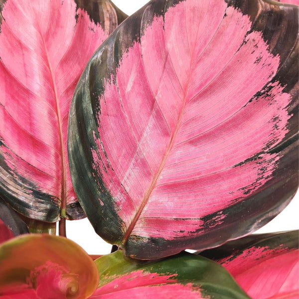 Calathea: The Complete 2026 Guide to Growing Indoors
